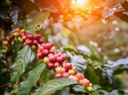 Sejarahnya Panjang, 4 Varietas Kopi di Indonesia Ini Ada Sejak Abad 19
