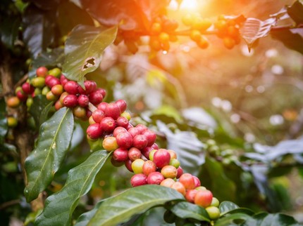 Panduan Cara Menanam Tanaman Kopi di Rumah hingga Merawatnya, Pemula Merapat