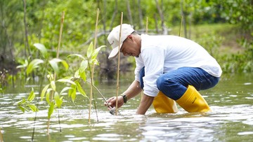 Lanjutkan Aksi Peduli Lingkungan, PTBA Tanam Mangrove di Pantai Taluak