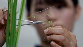 FOTO: Jepang Kembangkan Padi Tahan Panas saat Bumi 'Mendidih'