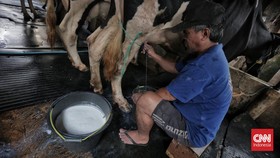 Kecewa Peternak Sapi Tak Dilibatkan dalam Makan Bergizi Gratis