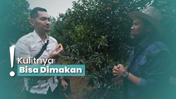 img-title Mengunjungi Kebun Jeruk Kumquat Nagami, Cobain Buah dari Pohonnya