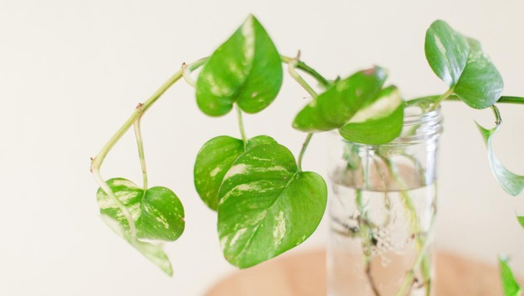 Propagating a Golden Pothos Plant in a mason jar in Palm Beach, Florida.



Also known as the Epipremnum aureum. The Pothos Plant is a trailing, leafy vine that can reach lengths of up to 40 feet in tropical jungles. Its genus name is derived from the Greek words epi (meaning upon) and premnon (meaning a trunk) in reference to its growing on tree trunks.



Indoors, the pothos plant usually confines itself to about six to 10 feet. Its leaves are bright and waxy with a noteworthy pointed heart shape, and are often green or variegated in white, yellow, or pale green. It is rare for them to flower or produce berries, especially indoors, but certain varietals can have tiny, petal-less white flowers that feature small berries.



Also called devil’s ivy, pothos can be grown in hanging baskets or as a potted plant on a desk. They are excellent at helping to purify the air and tolerant of fluorescent light, making them a popular choice for office environments. These plants can also help cleanse the air when grown in your home or office, as well.