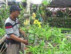Budidaya Anggrek Cantik di Lumajang Bikin Eko Cuan hingga Rp 15 Juta