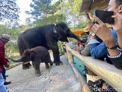 Melihat Anak Gajah Rocky Balboa Usia 3 Bulan Koleksi KBS