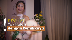 Gemas! Fashion Show Bareng Pet Bichon yang Berdandan Ala Model