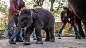 FOTO: Kenalkan, Rocky Balboa Si Anak Gajah di Kebun Binatang Surabaya