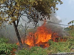 3 Kandang Ternak di Jakbar Kebakaran, 37 Kambing Ikut Terpanggang