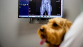 FOTO: Cara Canggih AI Diagnosa Anabul di Korea