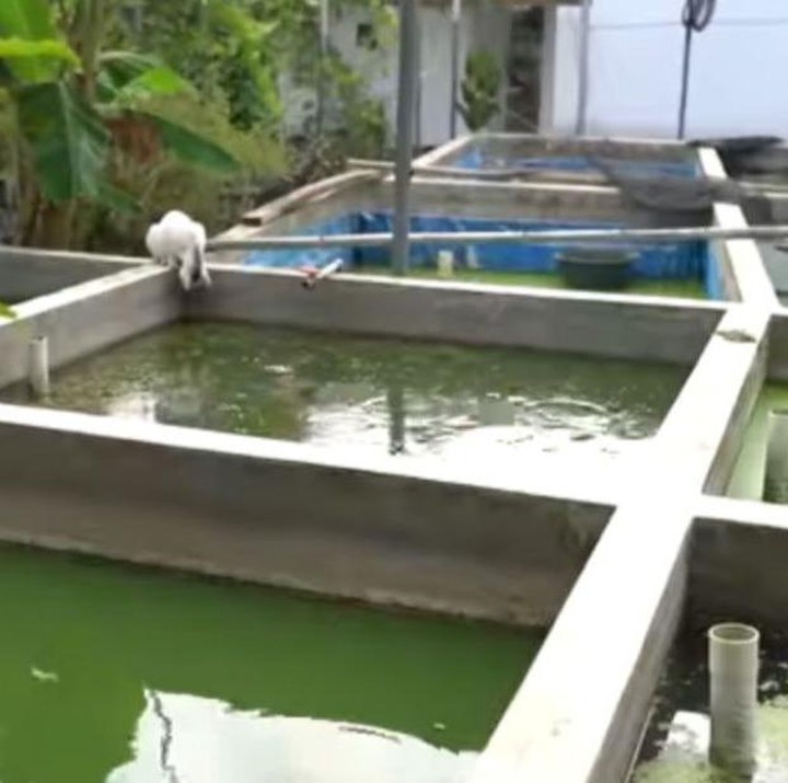 <p>Ustazah 73 tahun ini memiliki sejumlah kolam ikan di area rumahnya. Bahkan, satu kolam tersebut memiliki ukuran yang cukup besar. Mamah Dedeh diketahui budidaya beragam jenis ikan, mulai dari ikan lele hingga ikan sapu-sapu. (Foto: YouTube deHakims Story)</p>