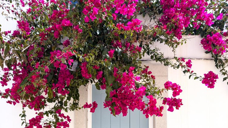 Tanaman hias Bougainvillea A Mediterranean home with blue front door and red bougainvillea