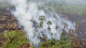 Karhutla di Lereng Gunung Batur Bali Capai 9,8 Hektar