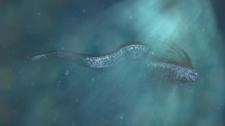 rare marine creature, swimming in the ocean