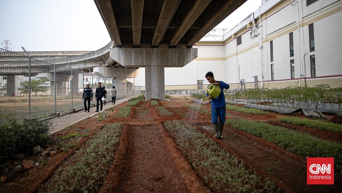 FOTO: Menengok Lahan Pertanian di Bawah Depo LRT Jakarta