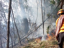 Pemadaman Hutan TNBTS Lumajang Terkendala Medan Terjal