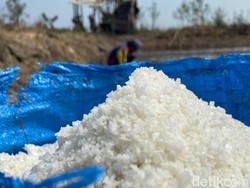 Pupus Harapan Petambak Garam Cirebon di Tengah Panen Raya