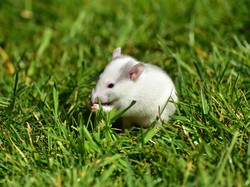 Kenapa Tikus Sering Dijadikan Hewan Percobaan di Lab? Ini Alasannya