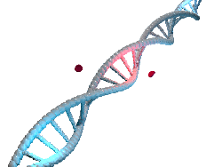 Apa Itu DNA? Ini Struktur, Komponen, Fungsi-Perbedaannya Dengan RNA