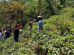 Hilang 2 Hari, Anen Ditemukan Tewas di Kebun Teh Sumedang