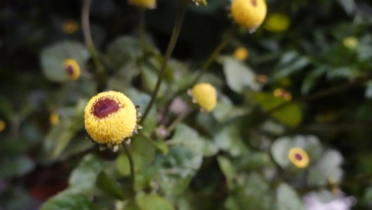 electric flower plant flowers. Acmella oleracea with flowers. yellow and black flower.