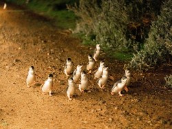 5 Tempat Wisata Keluarga Terfavorit di Melbourne, Bikin Liburan Makin Seru