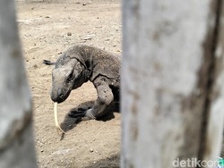 Tanpa Ampun, Komodo Serang Warga Rinca sampai Luka-luka, Ini Kronologinya