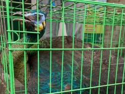 Warga Bojongsoang Serahkan Merak Hijau ke BBKSDA Jabar