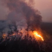 Penyebab Kebakaran Hutan Dipengaruhi Aktivitas Manusia dan Alam, Apa Saja?