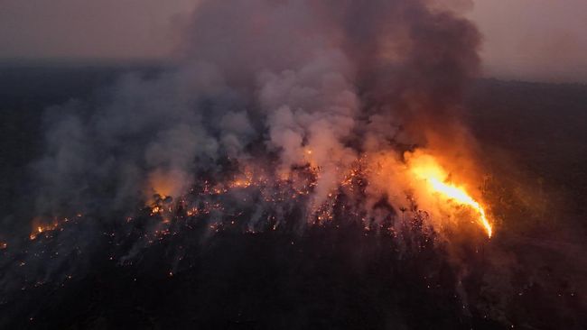Penyebab Kebakaran Hutan Dipengaruhi Aktivitas Manusia dan Alam, Apa Saja?