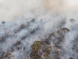 Ngeri! Hutan Amazon Susut Seluas Gabungan Jerman-Prancis