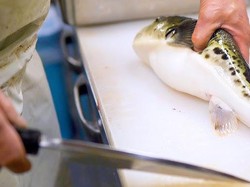 Keren! Bocah 10 Tahun Ini Mahir Mengolah Ikan Fugu yang Beracun
