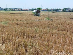 Kekeringan Mengancam Kabupaten Cirebon