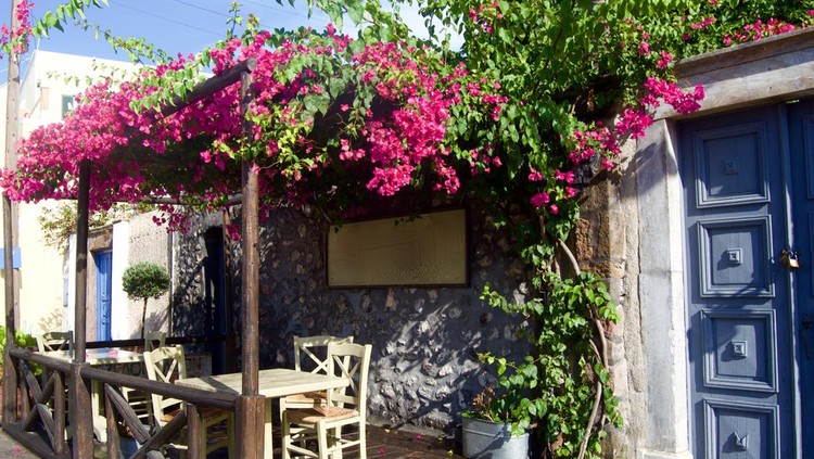 Tanaman rambat untuk kanopi Bougainvillea Santorini Greece Sept 2015 A canopy of bougainvillea provides shade on a patio in a village on the Island of Santorini