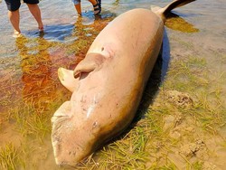Geger Warga Temukan Bangkai Dugong di Pinggir Pantai Minahasa