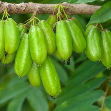 Belimbing Wuluh Dikenal Miliki Rasa yang Asam, Tapi Ini Sederet Manfaatnya...