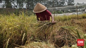 Katto Bokko dan Tradisi Panen Padi dari Maros Sulsel