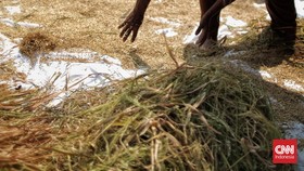 Bulog: Produksi Padi Dunia Alami Masalah