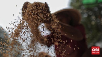 V Lombok Timurju potekala žetev ekološkega riža s sodelovanjem PT Regen