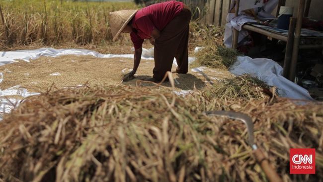 Kementan Bidik Produksi Beras 32,29 Juta Ton Tahun Depan