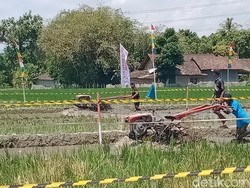 Serunya 32 Pembalap Traktor Adu Cepat di Kebonarum Klaten
