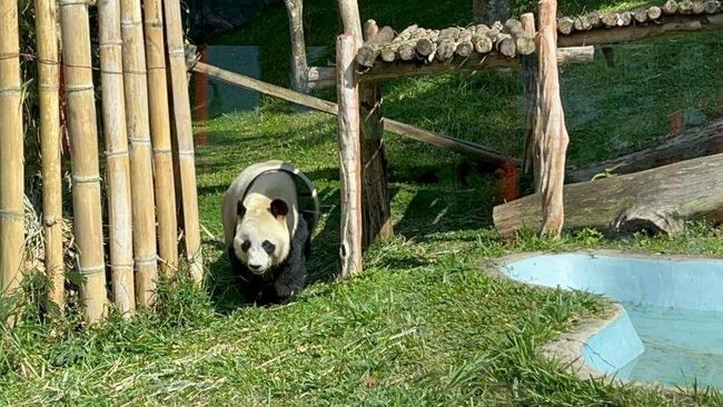 Taman Safari Coba Kawinkan Lagi Panda Raksasa Cai Tao-Hu Cun