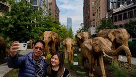 FOTO: Migrasi Besar-besaran Gajah India Telah Sampai New York