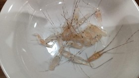 Petugas Balai Besar Karantina Hewan, Ikan dan Tumbuhan (BBKHIT) Bali, dan Bea Cukai di Bandara International, I Gusti Ngurah Rai, Bali, berhasil menggagalkan upaya penyelundupan benih bening lobster atau (BBL) dengan jenis pasir atau panulirus spp ya