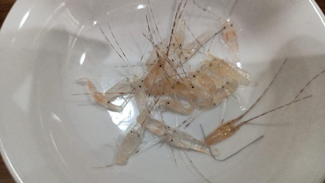 Petugas Balai Besar Karantina Hewan, Ikan dan Tumbuhan (BBKHIT) Bali, dan Bea Cukai di Bandara International, I Gusti Ngurah Rai, Bali, berhasil menggagalkan upaya penyelundupan benih bening lobster atau (BBL) dengan jenis pasir atau panulirus spp ya