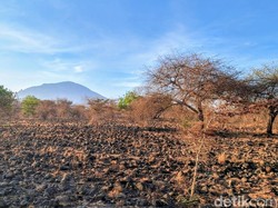 Ada Pengajian Akbar, TN Baluran Situbondo Ditutup Selama 2 Hari