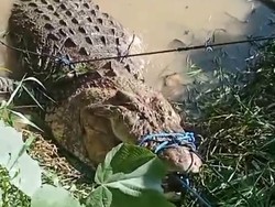 Nahas Pria di Kutai Timur Tewas Diterkam Buaya 5 Meter Saat Mandi di Sungai