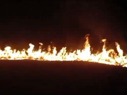 Kawasan TN Way Kambas Lampung Terbakar, Satwa Ikut Dilalap Api
