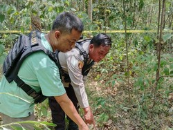 BKSDA Sumsel Cek Lokasi Kawanan Gajah yang Tewaskan Ibu Hamil di Mura