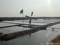 Tak Ada Modal, Petambak Garam Indramayu Bertahan Tanpa Geomembran