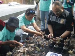 Ribuan Terumbu Karang di Pantai Grand Watu Dodol Ditransplantasi